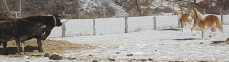 Horses and Cow Standoff