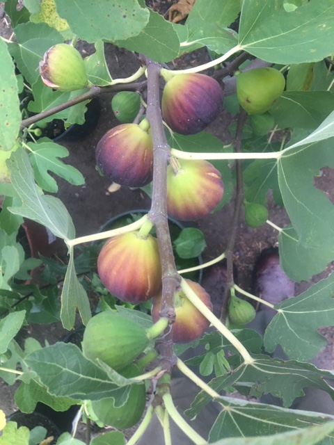 Ripe Figs, Fall 2020